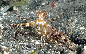 Raja Ampat 2019 - DSC07576_rc - Wonderpus octopus - Pieuvre mimetique - Wunderpus photogenicus